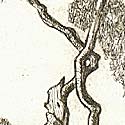 Cherry Trees - Ancient Dancer