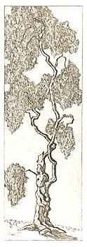 Cherry Trees - Ancient Dancer