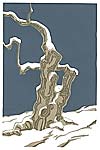 Cherry Trees - In the Snow