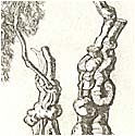 Cherry Trees - Ancient Twins