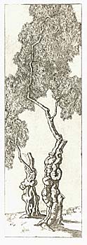Cherry Trees - Ancient Twins