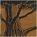 Dawn Redwood, 1