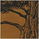 Dawn Redwood, 2