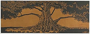 Dawn Redwood, 2