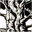 Beech Tree