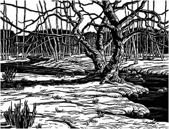 Winter Stream