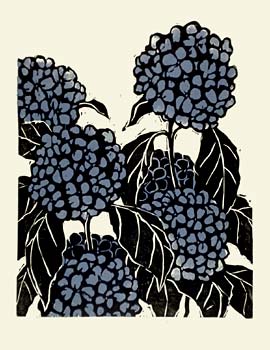 Hydrangea