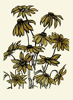 Rudbeckia